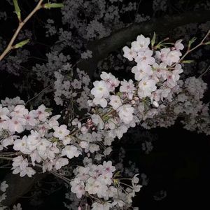 夕阳老人小便正面视频大全
